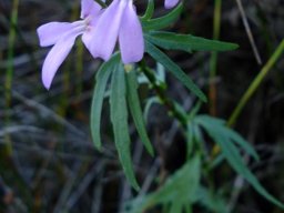 Cyphia volubilis dissected leaves